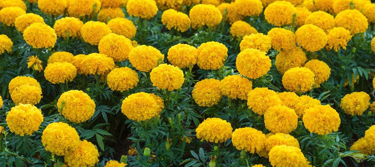 Marigolds